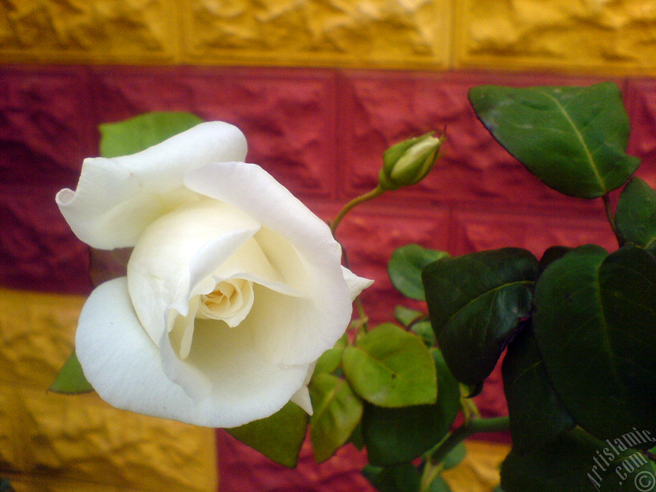 White rose photo.
