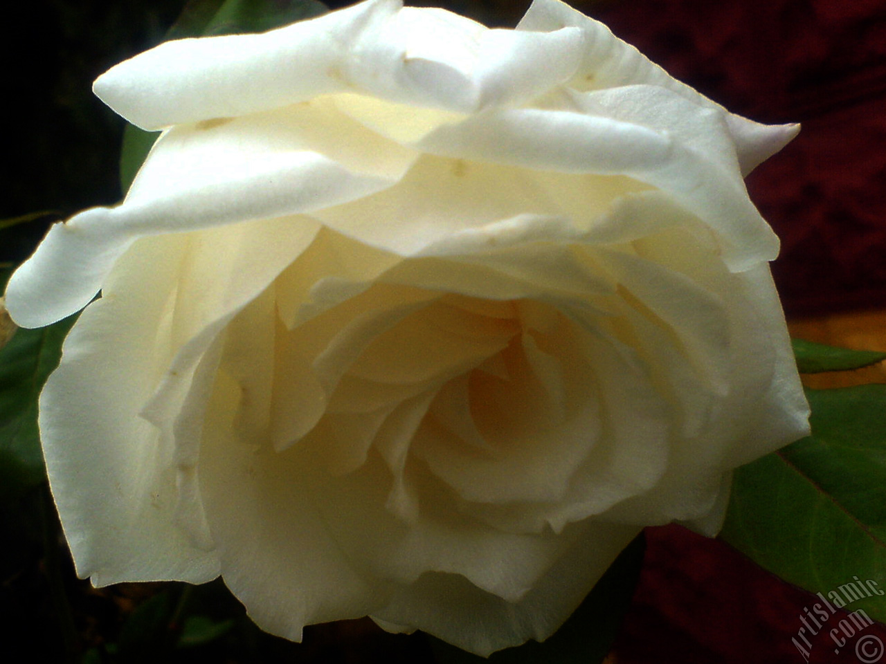 White rose photo.
