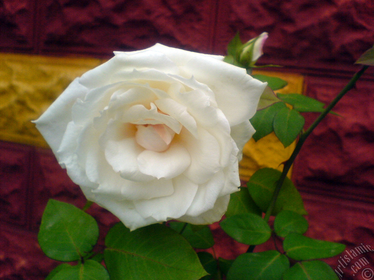 White rose photo.
