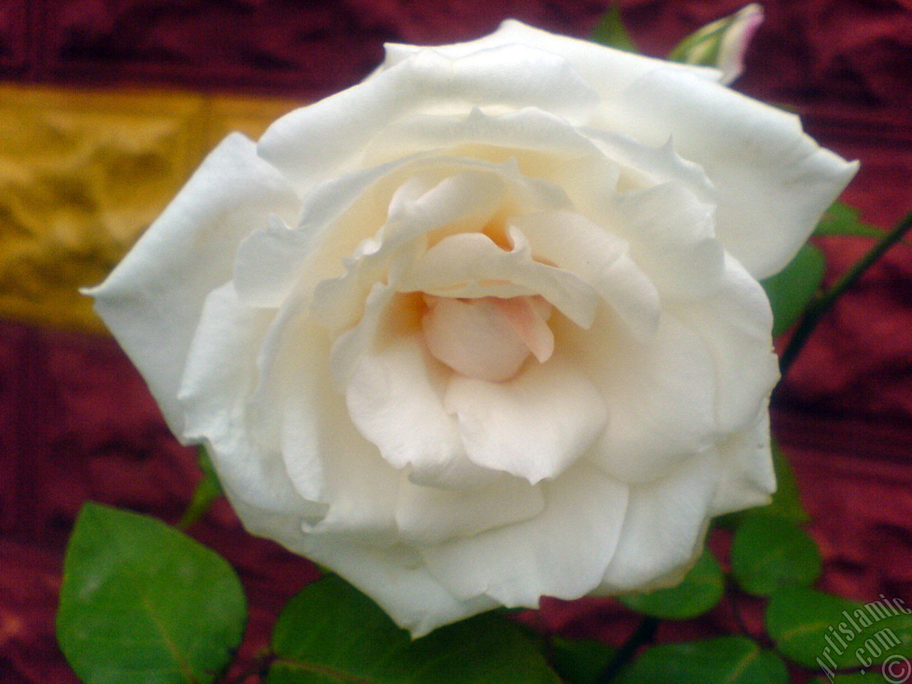 White rose photo.
