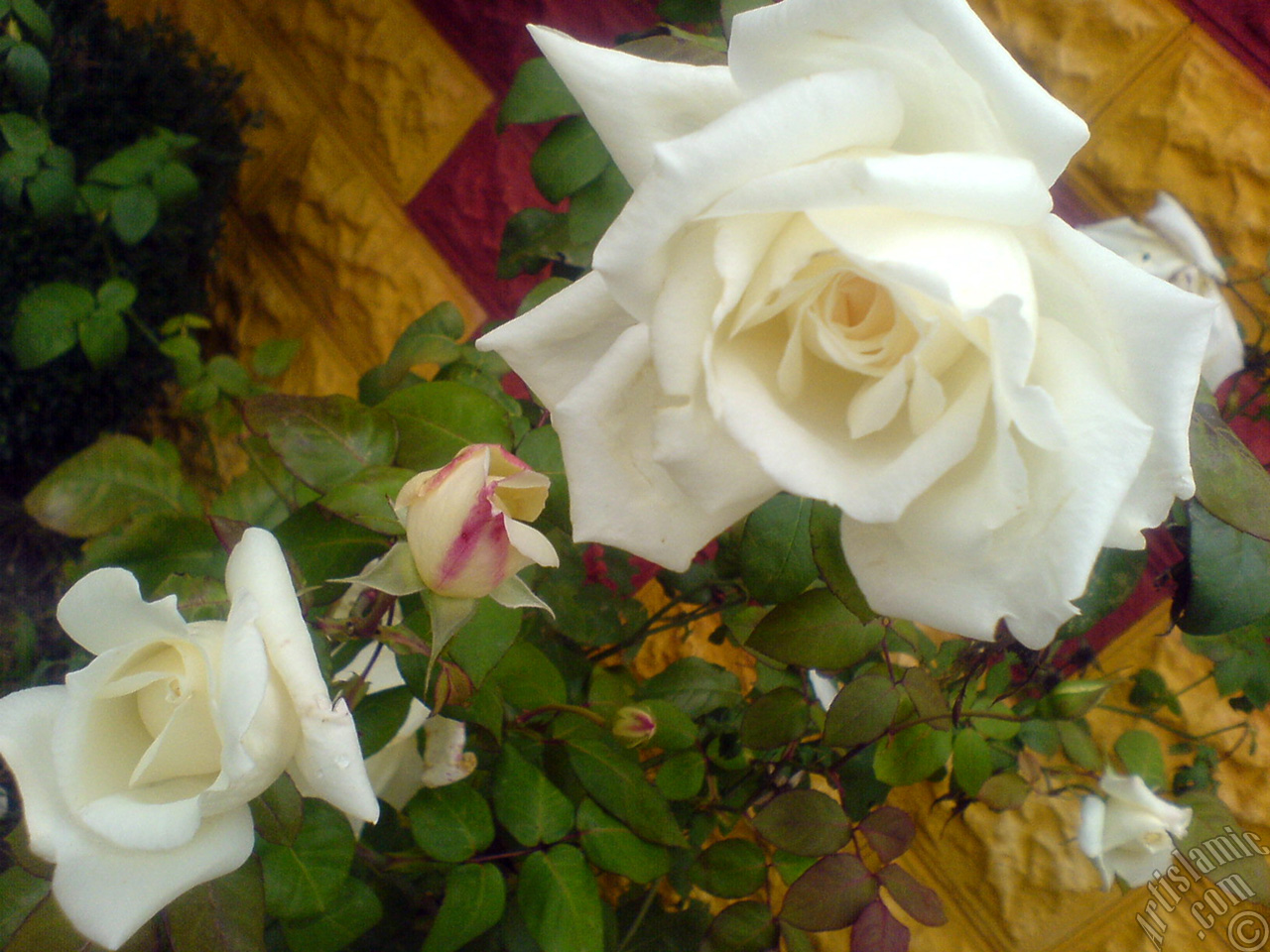 White rose photo.
