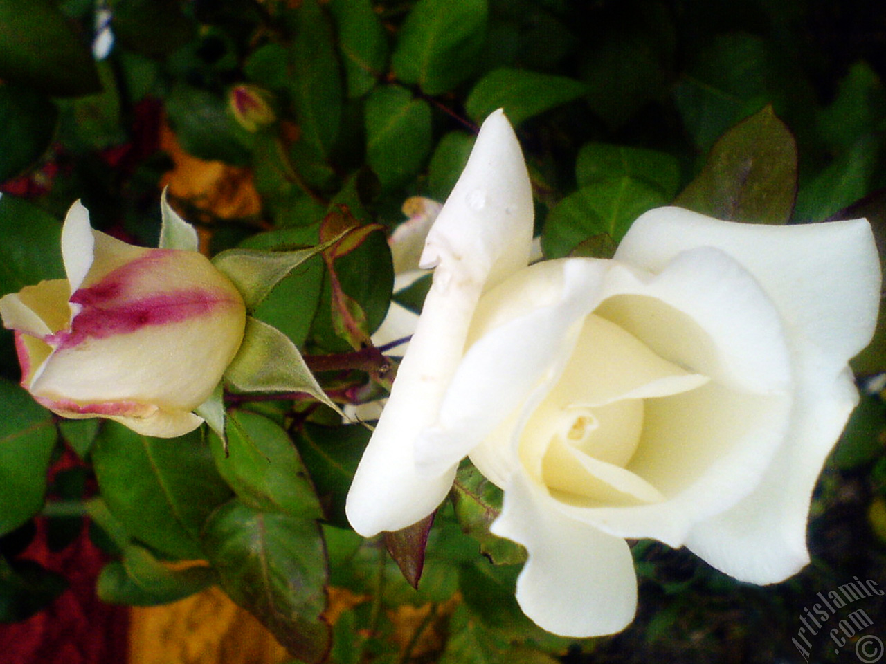White rose photo.
