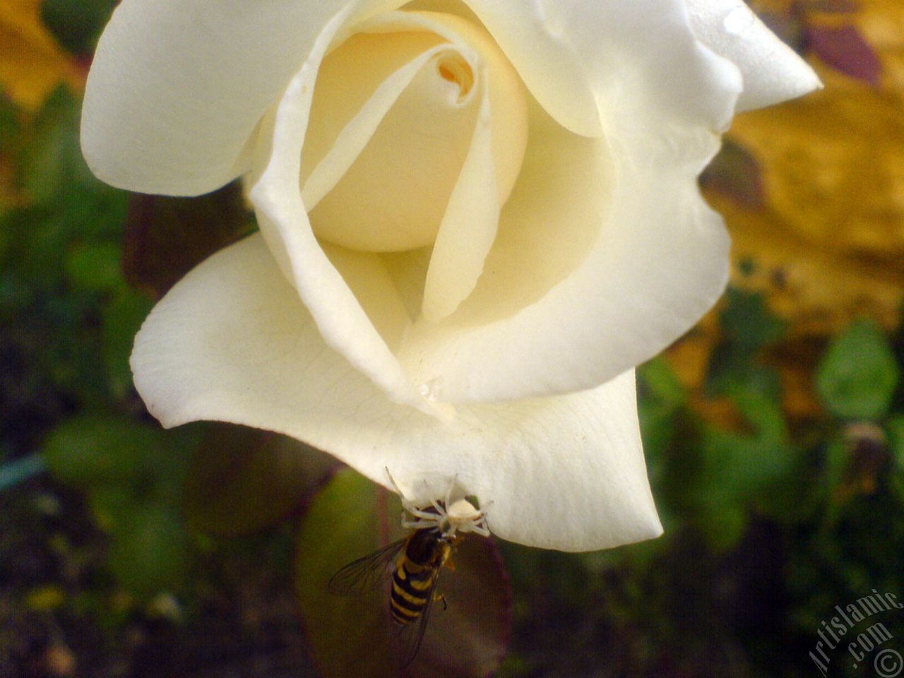 White rose photo.

