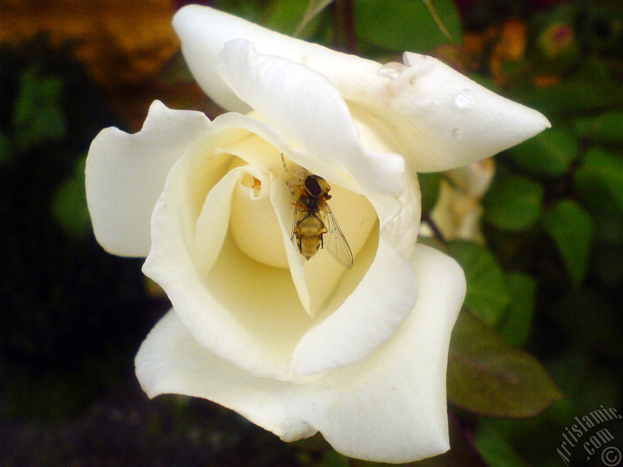 White rose photo.

