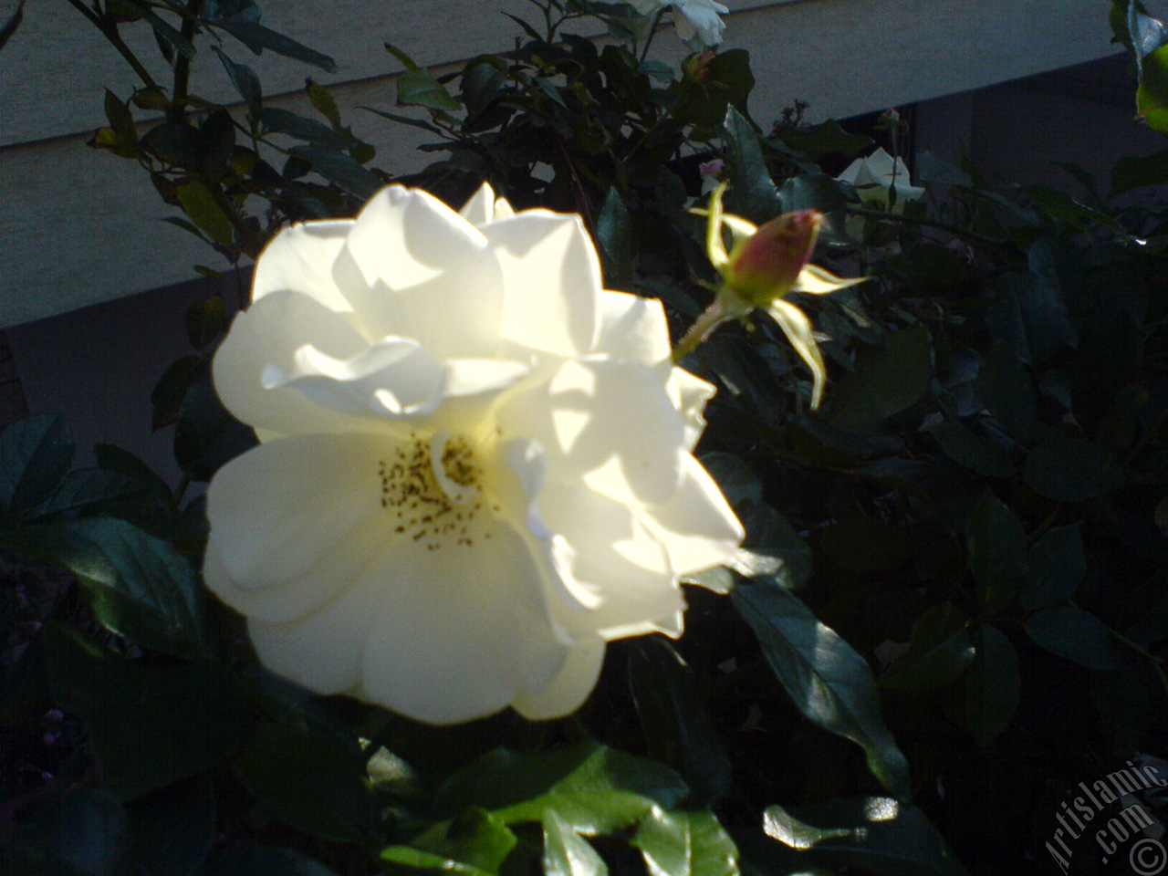 White rose photo.
