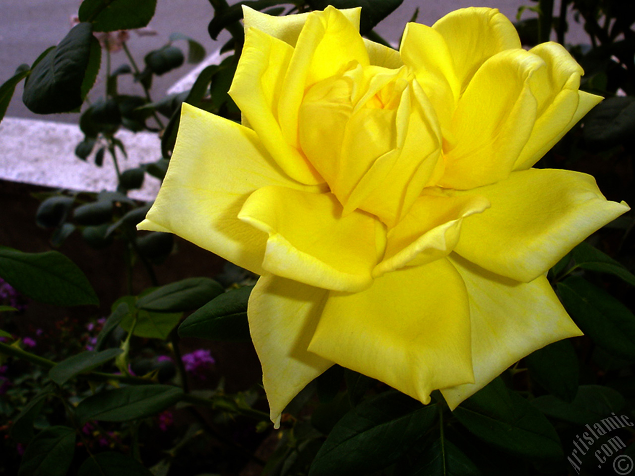 Yellow rose photo.
