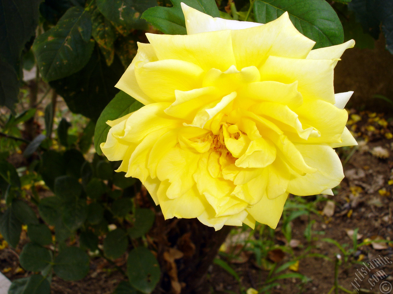 Yellow rose photo.
