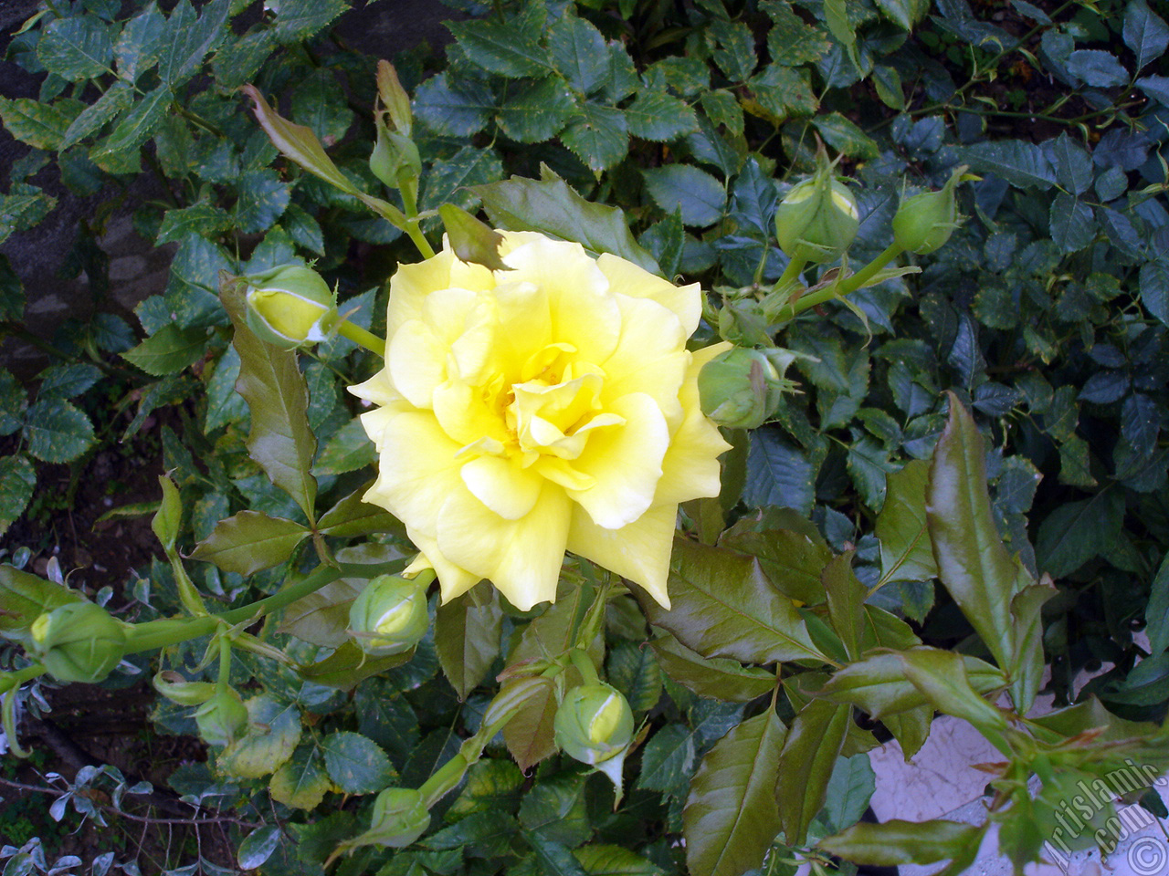 Yellow rose photo.
