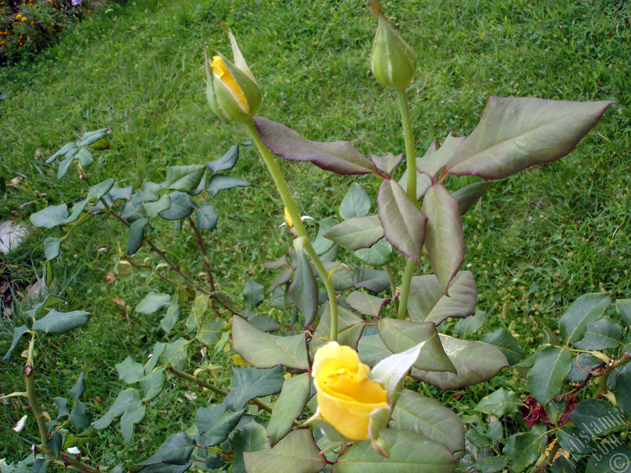 Yellow rose photo.
