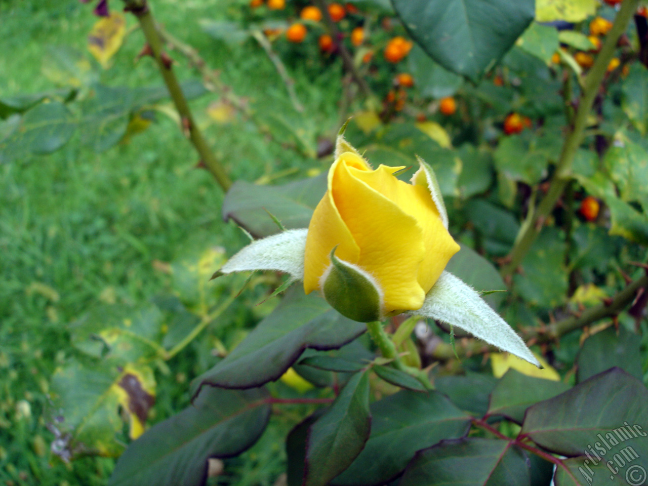 Yellow rose photo.

