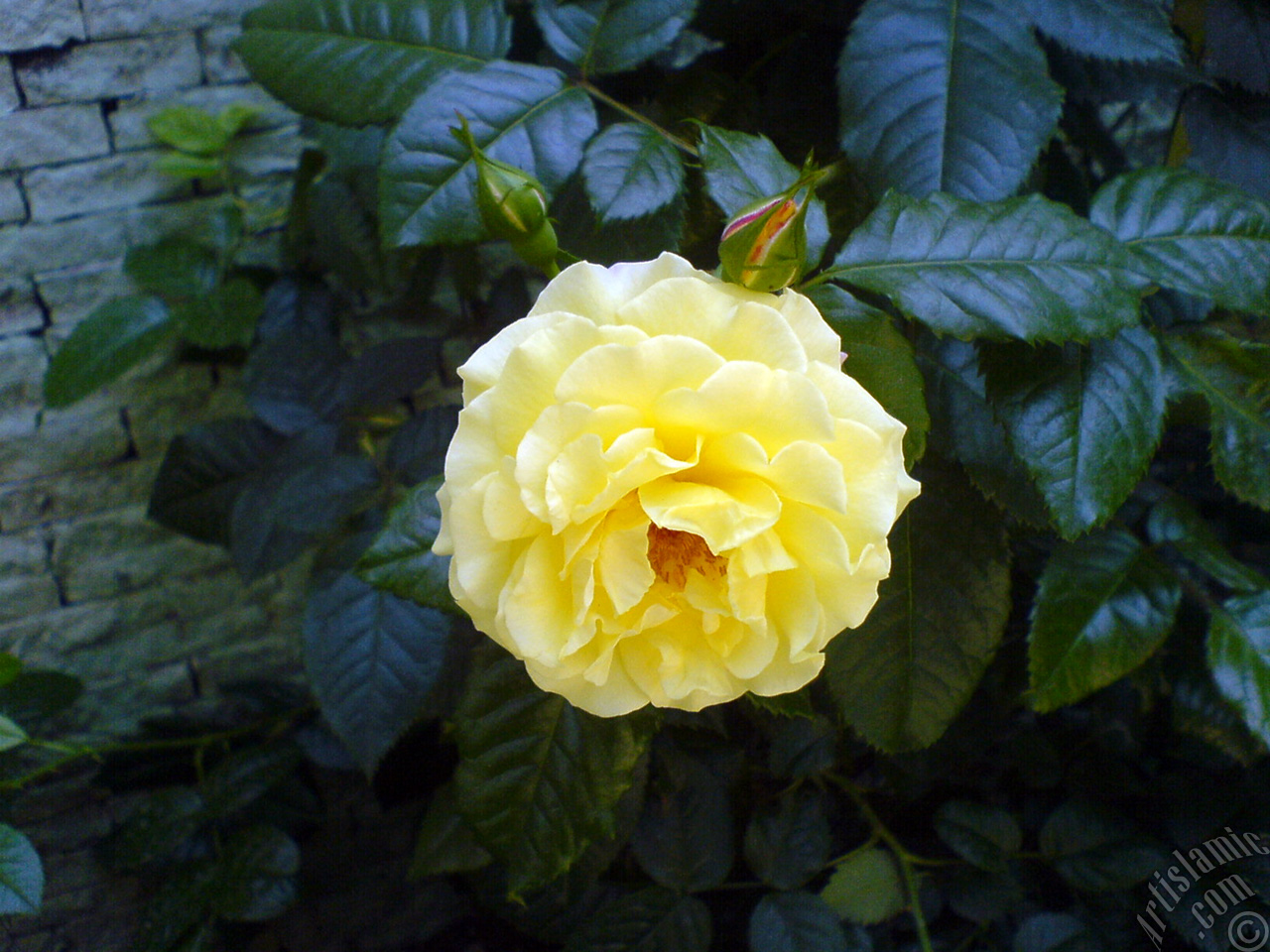 Yellow rose photo.

