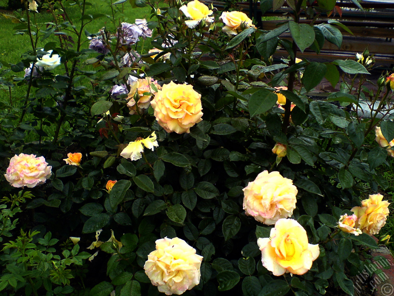 Yellow rose photo.
