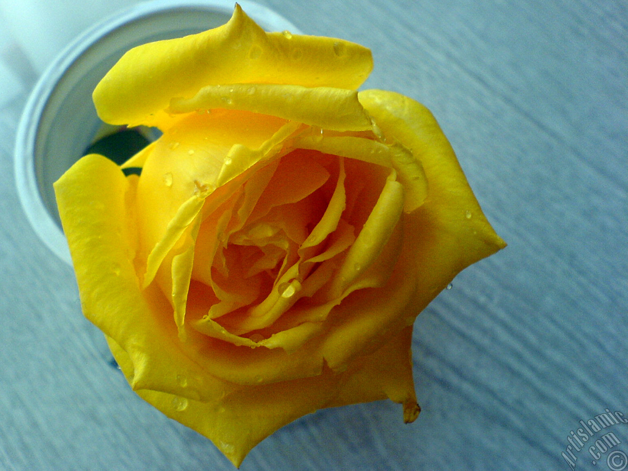Yellow rose photo.
