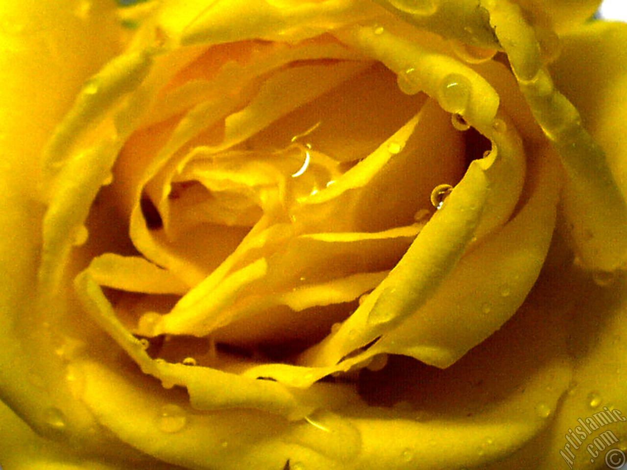 Yellow rose photo.
