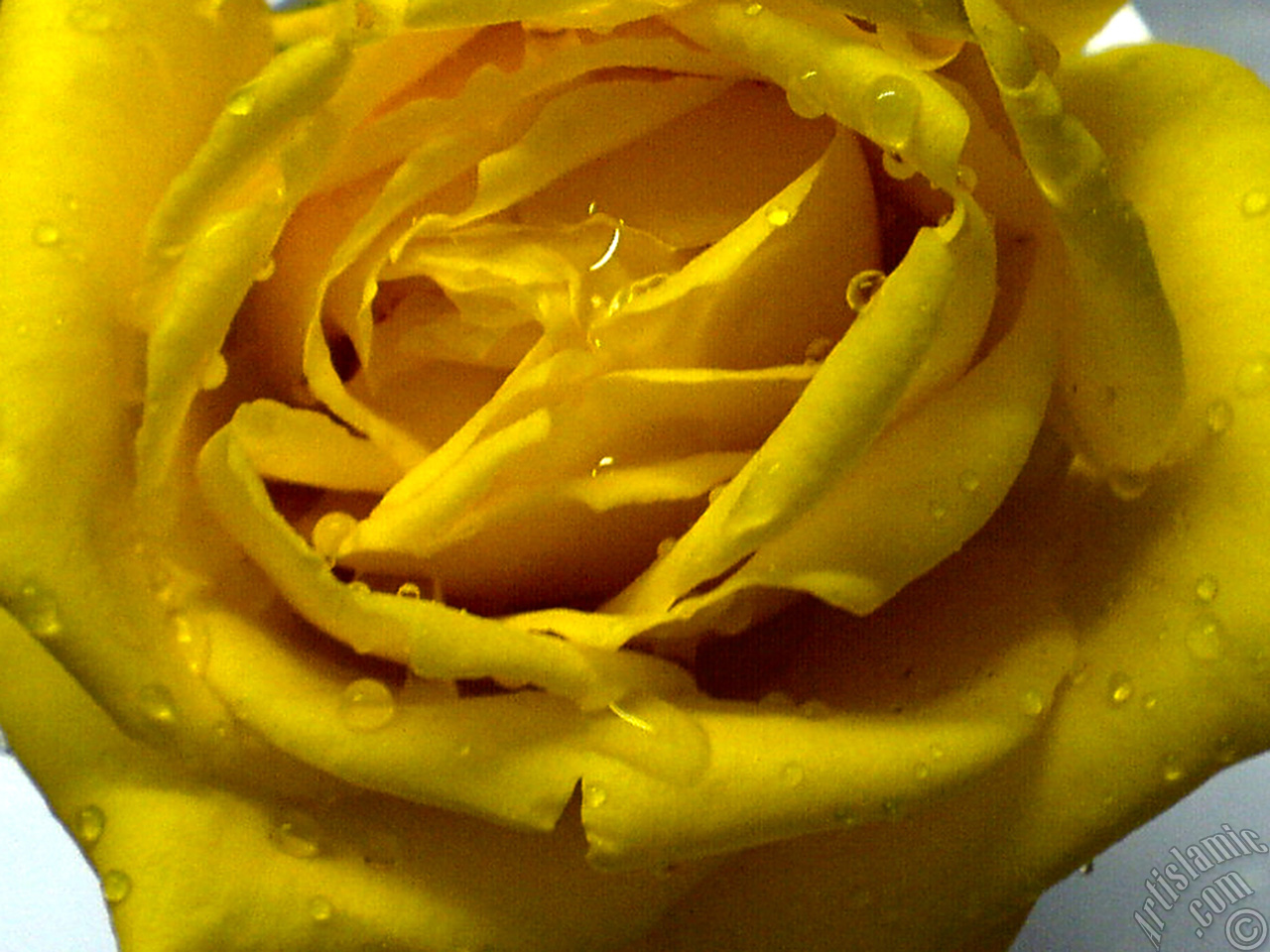 Yellow rose photo.
