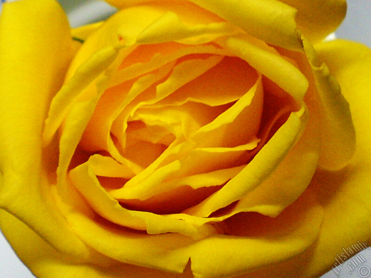 Yellow rose photo.
