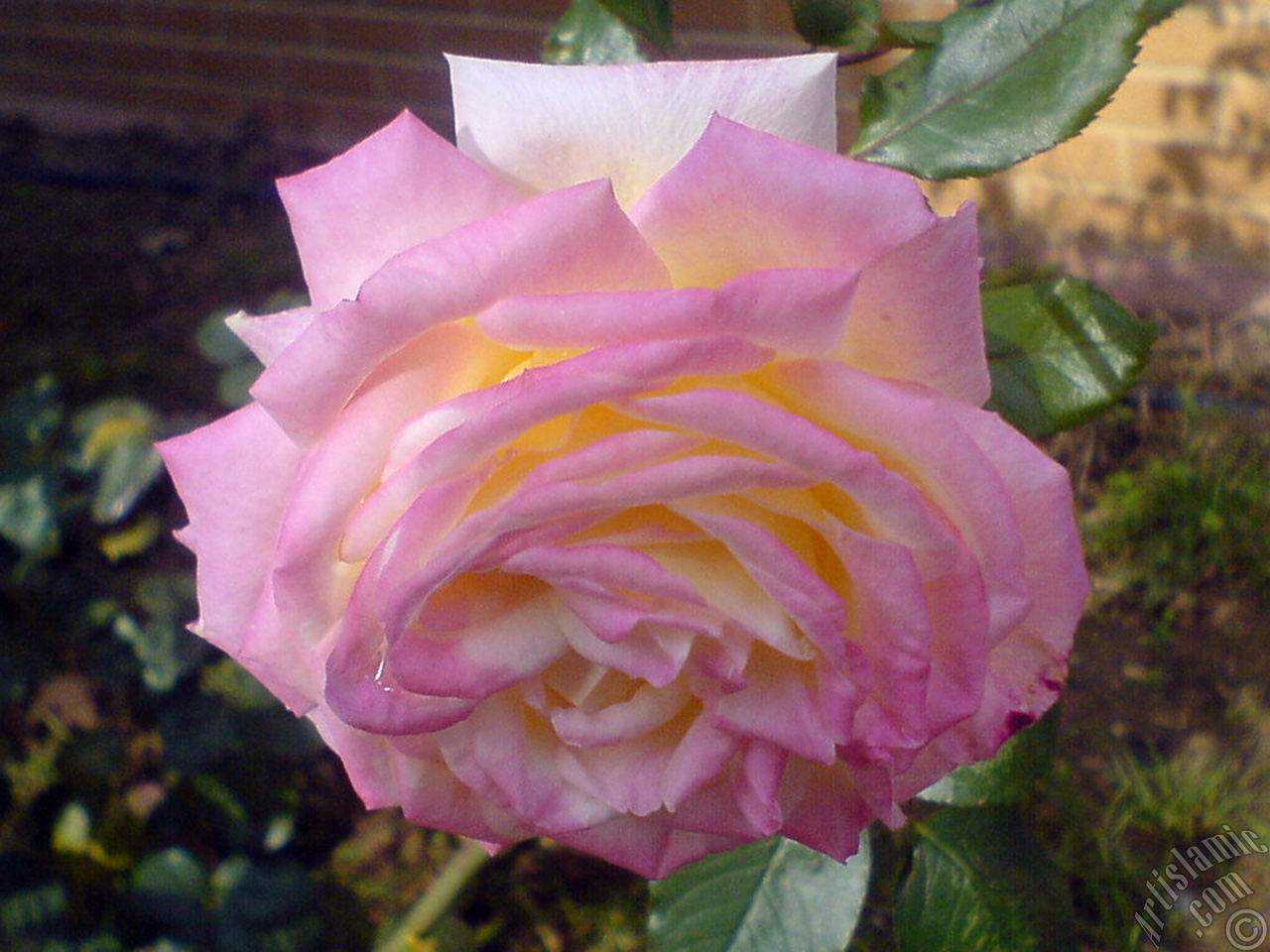 Variegated (mottled) rose photo.
