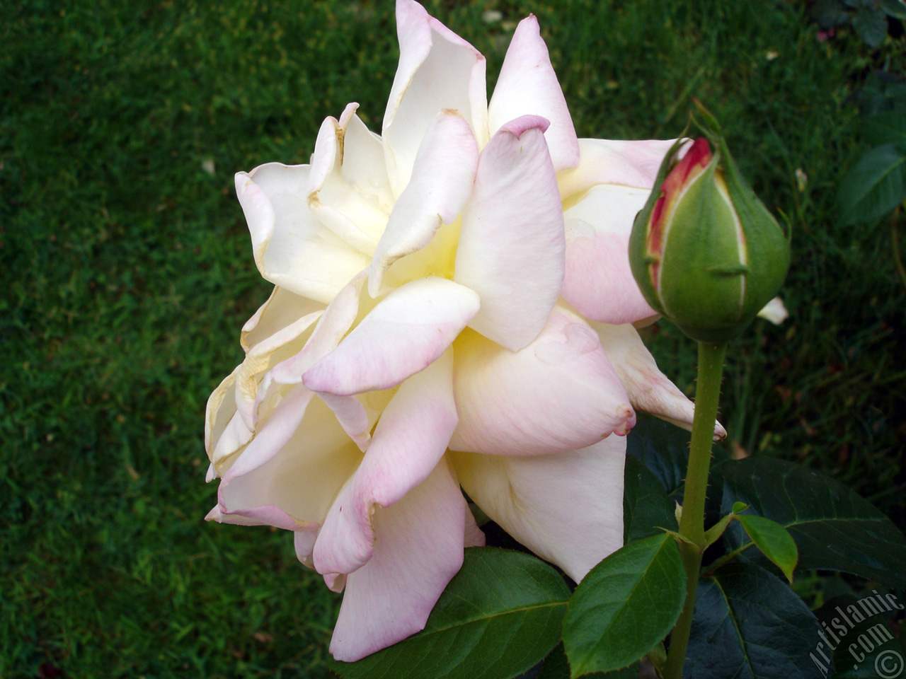Variegated (mottled) rose photo.
