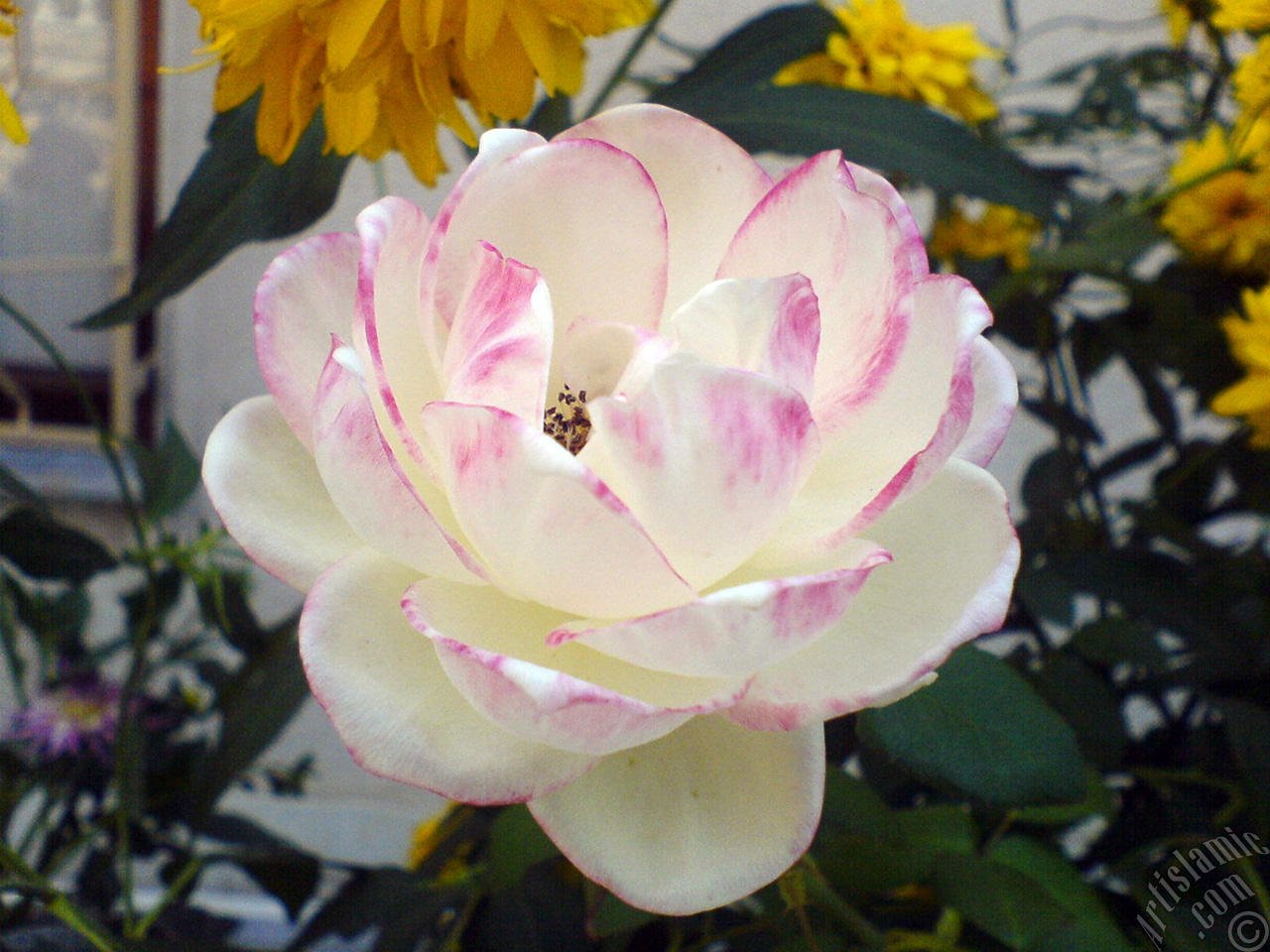 Variegated (mottled) rose photo.
