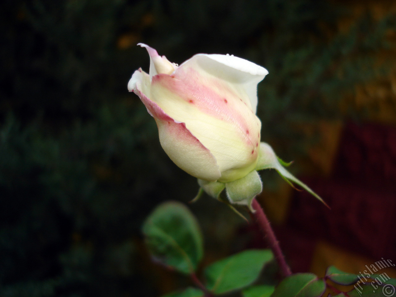 Variegated (mottled) rose photo.
