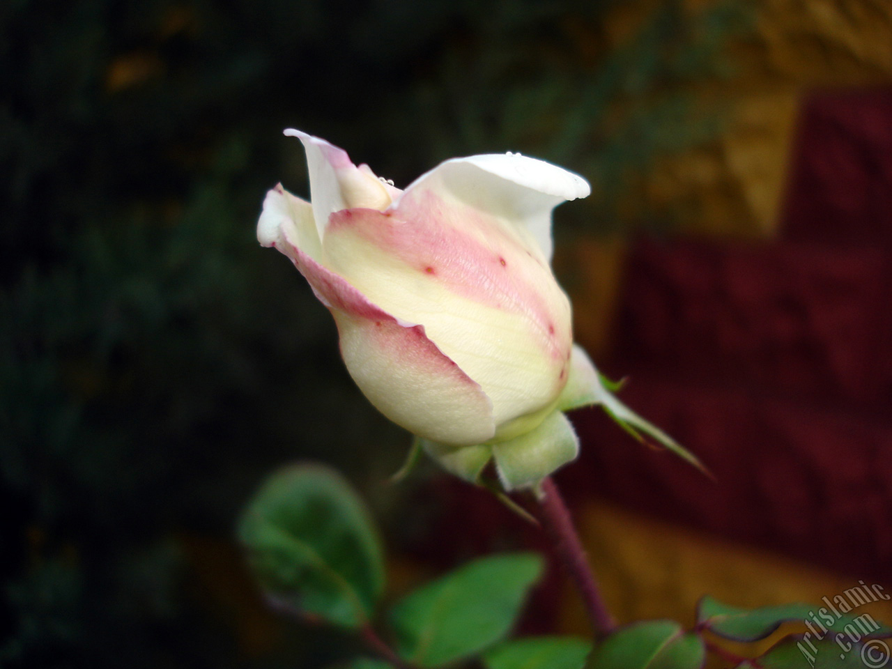 Variegated (mottled) rose photo.
