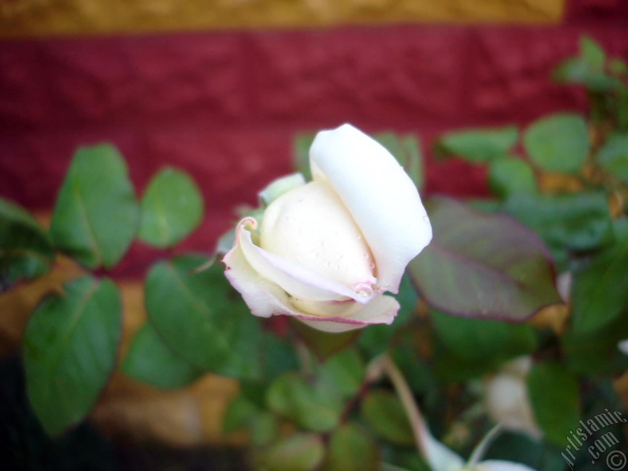 Variegated (mottled) rose photo.
