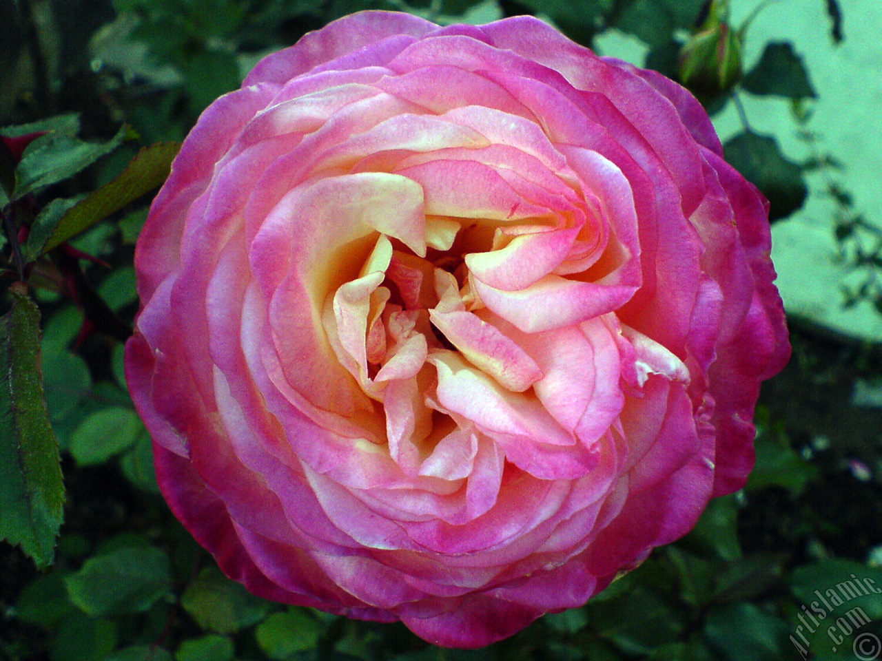 Variegated (mottled) rose photo.
