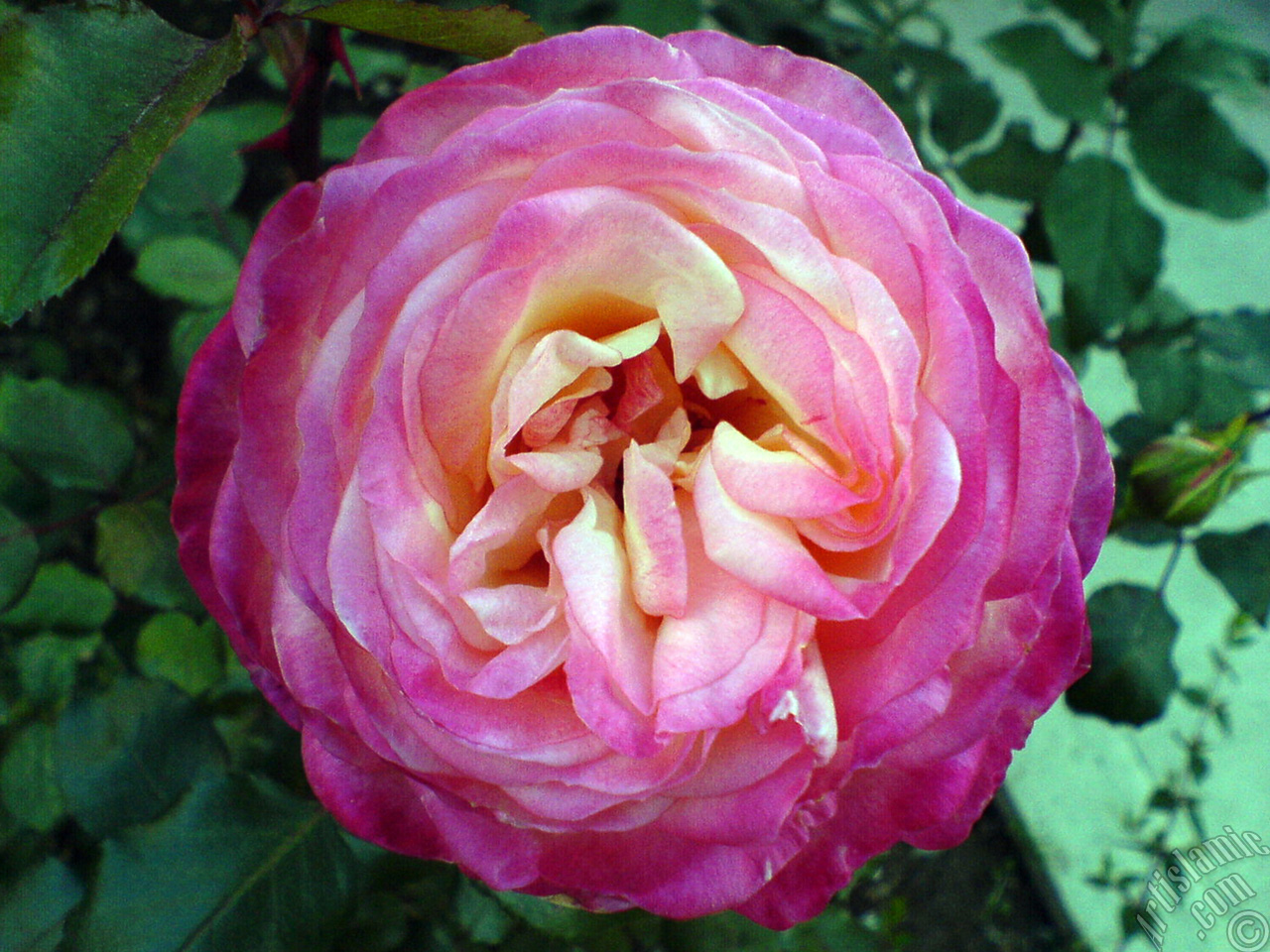 Variegated (mottled) rose photo.
