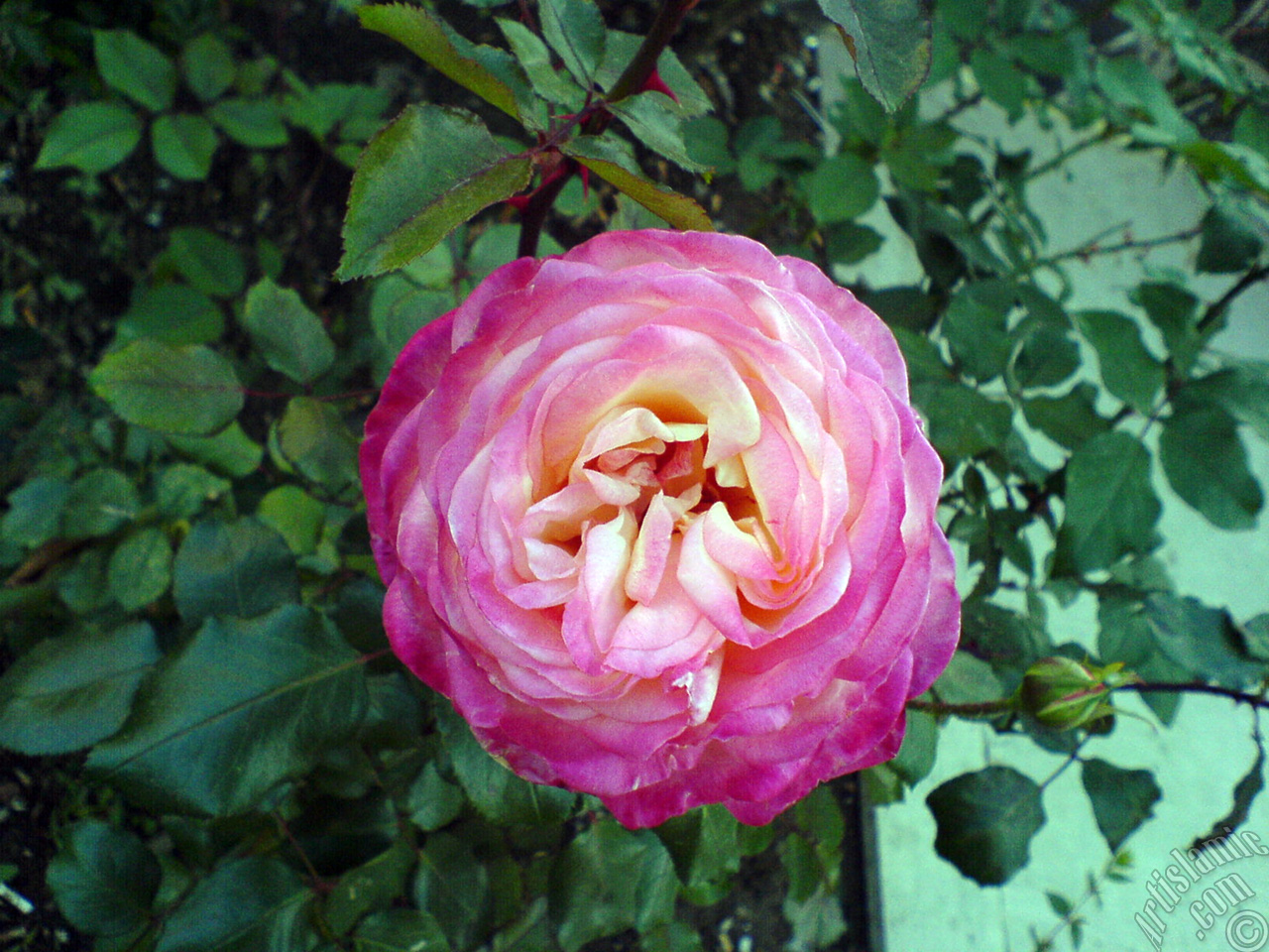 Variegated (mottled) rose photo.
