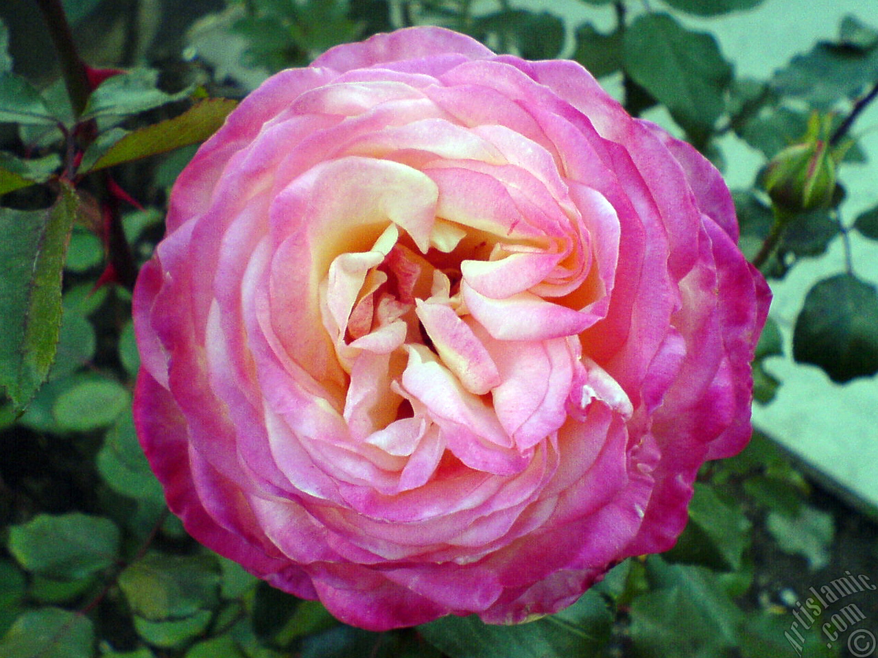 Variegated (mottled) rose photo.

