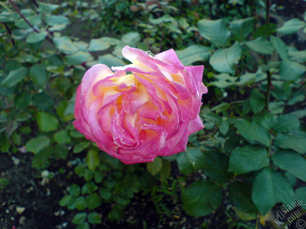 Variegated (mottled) rose photo.
