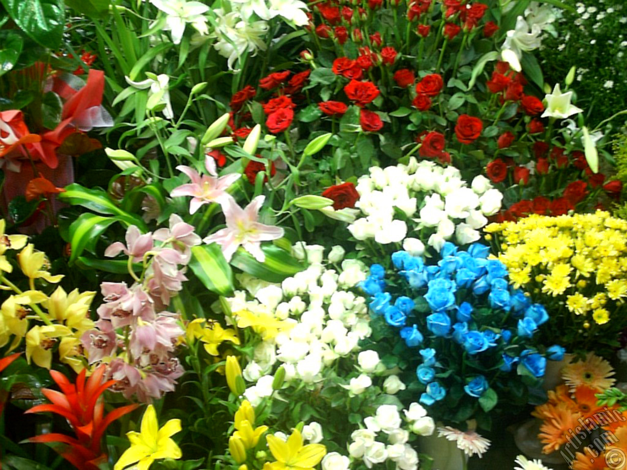 Mixed Color rose photo.
