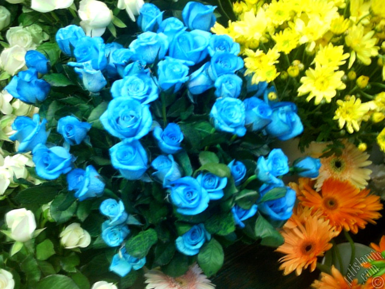 Mixed Color rose photo.
