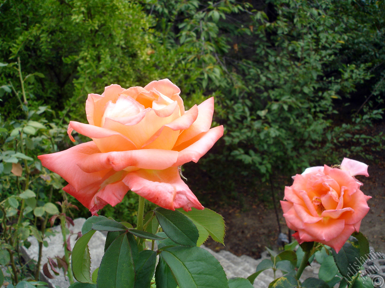 Salmon Color rose photo.
