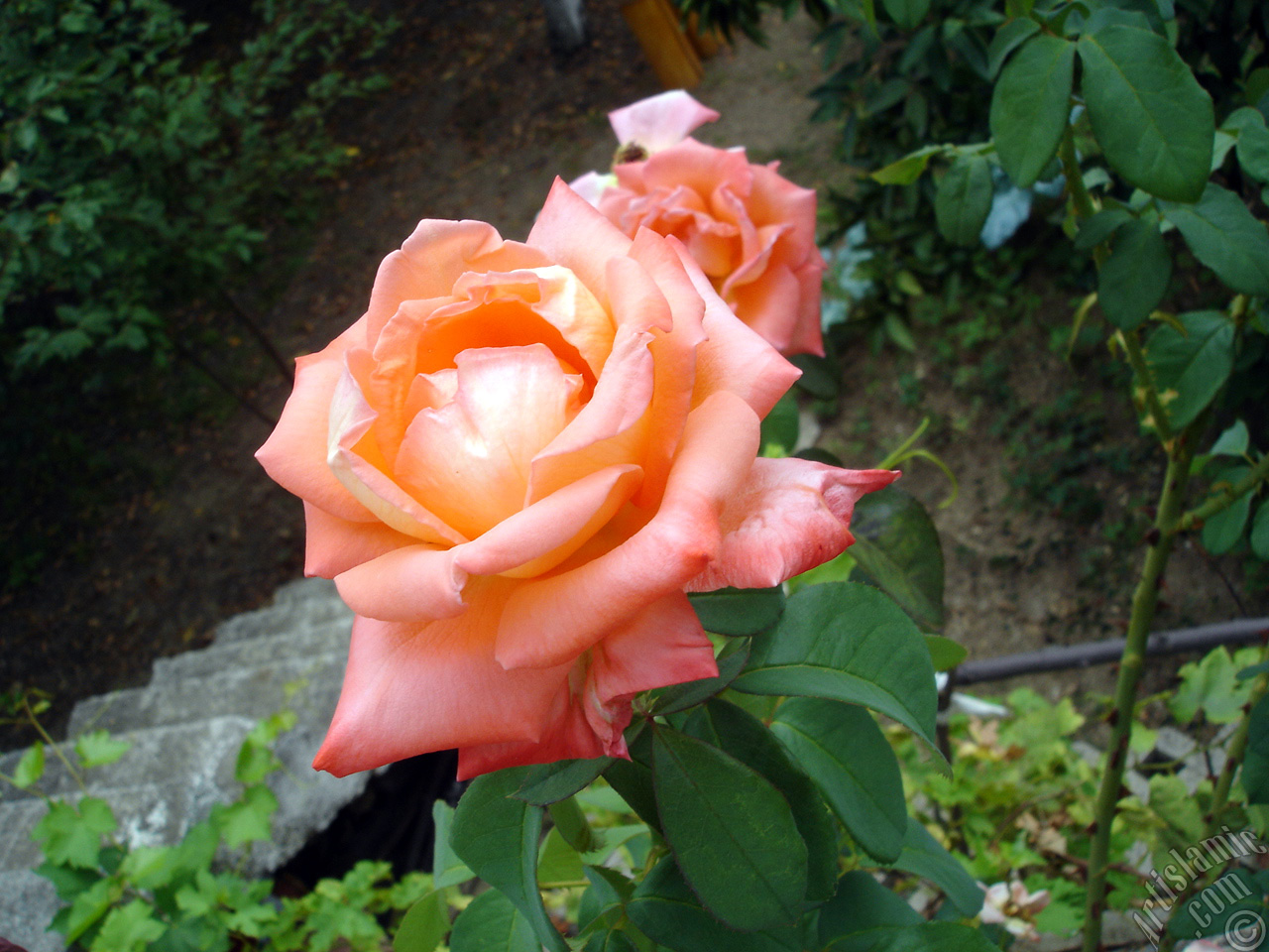 Salmon Color rose photo.
