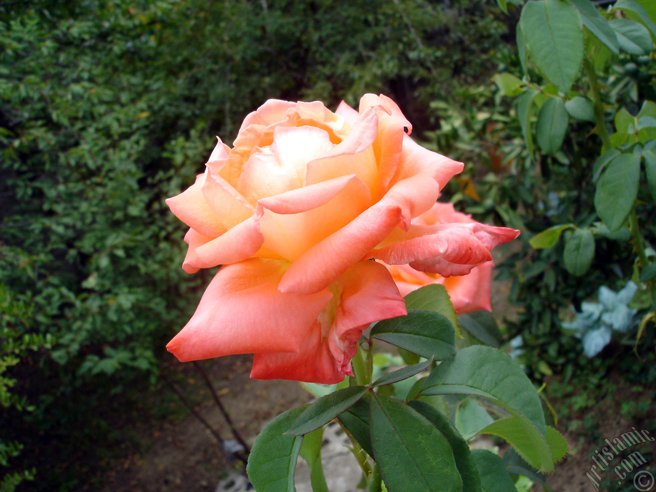 Salmon Color rose photo.
