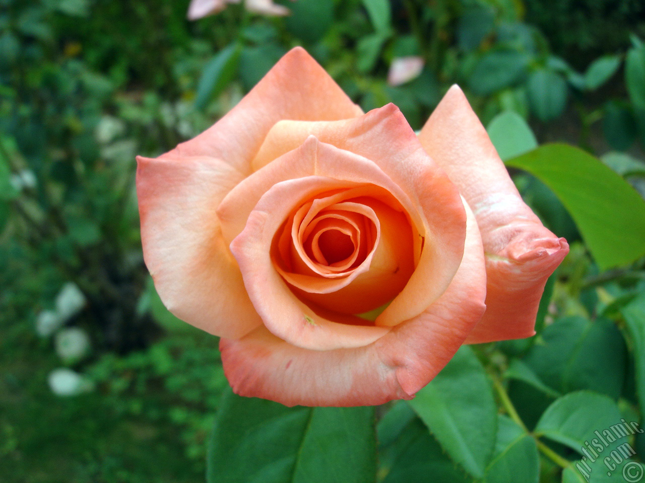 Salmon Color rose photo.
