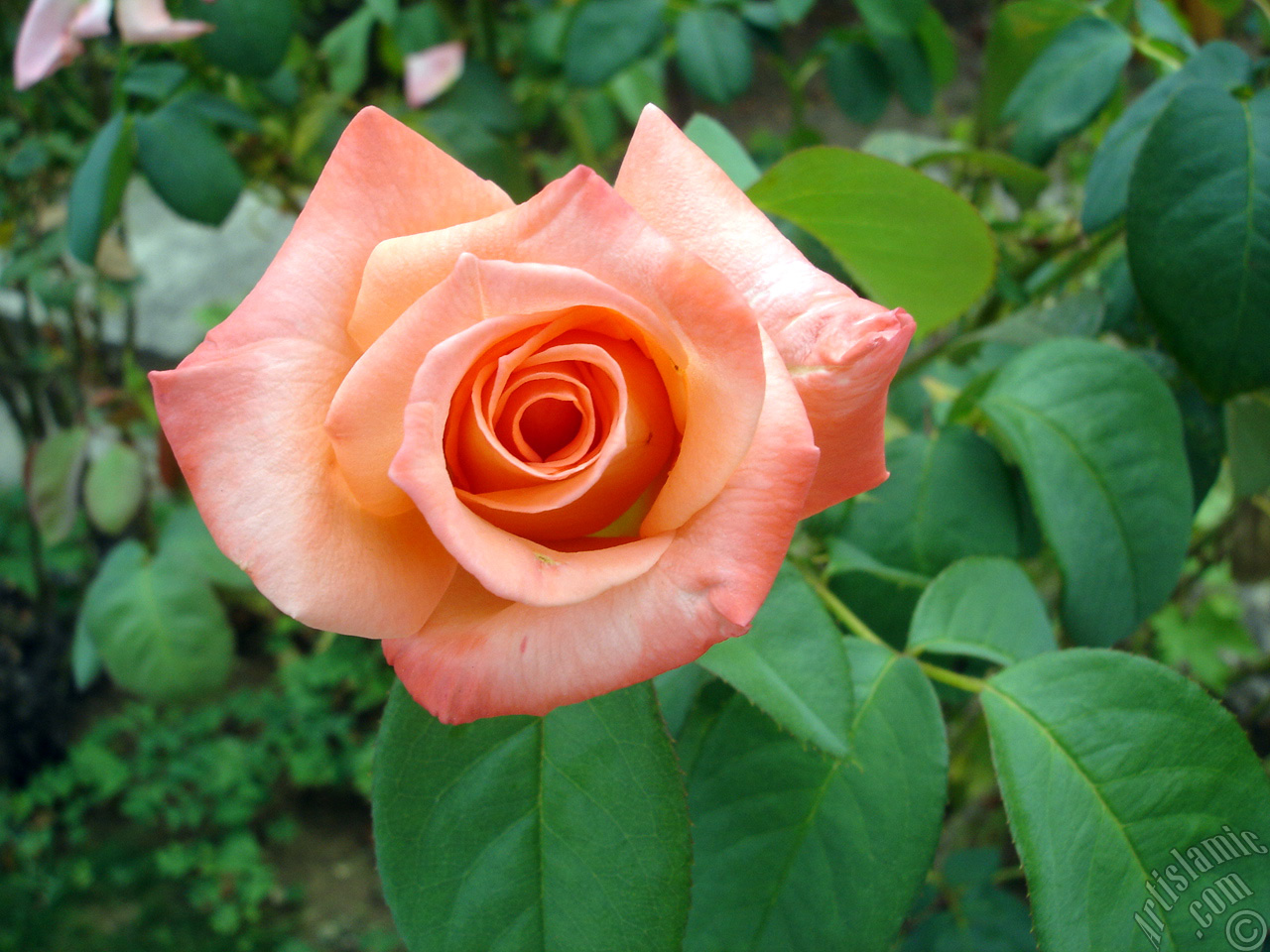 Salmon Color rose photo.
