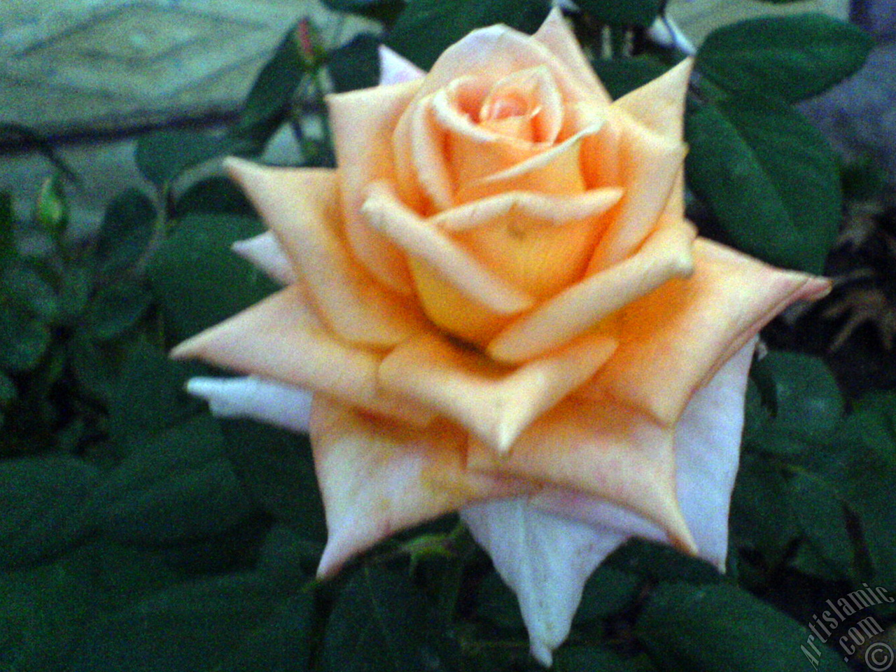 Salmon Color rose photo.
