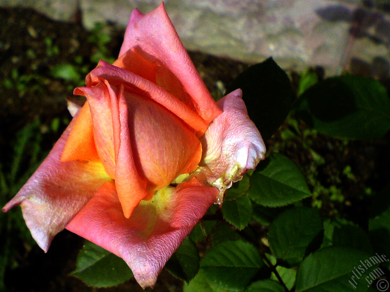 Salmon Color rose photo.
