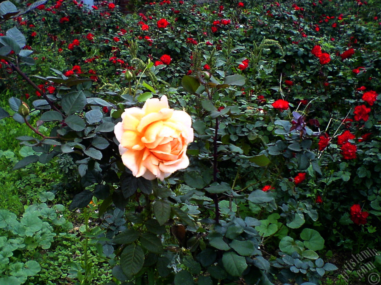 Salmon Color rose photo.
