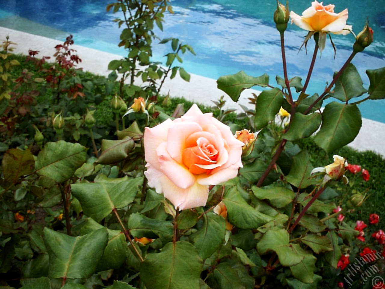 Salmon Color rose photo.
