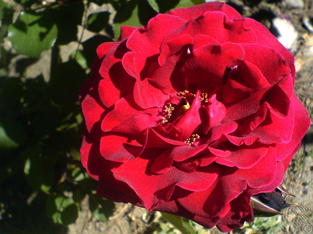 Burgundy Color rose photo.
