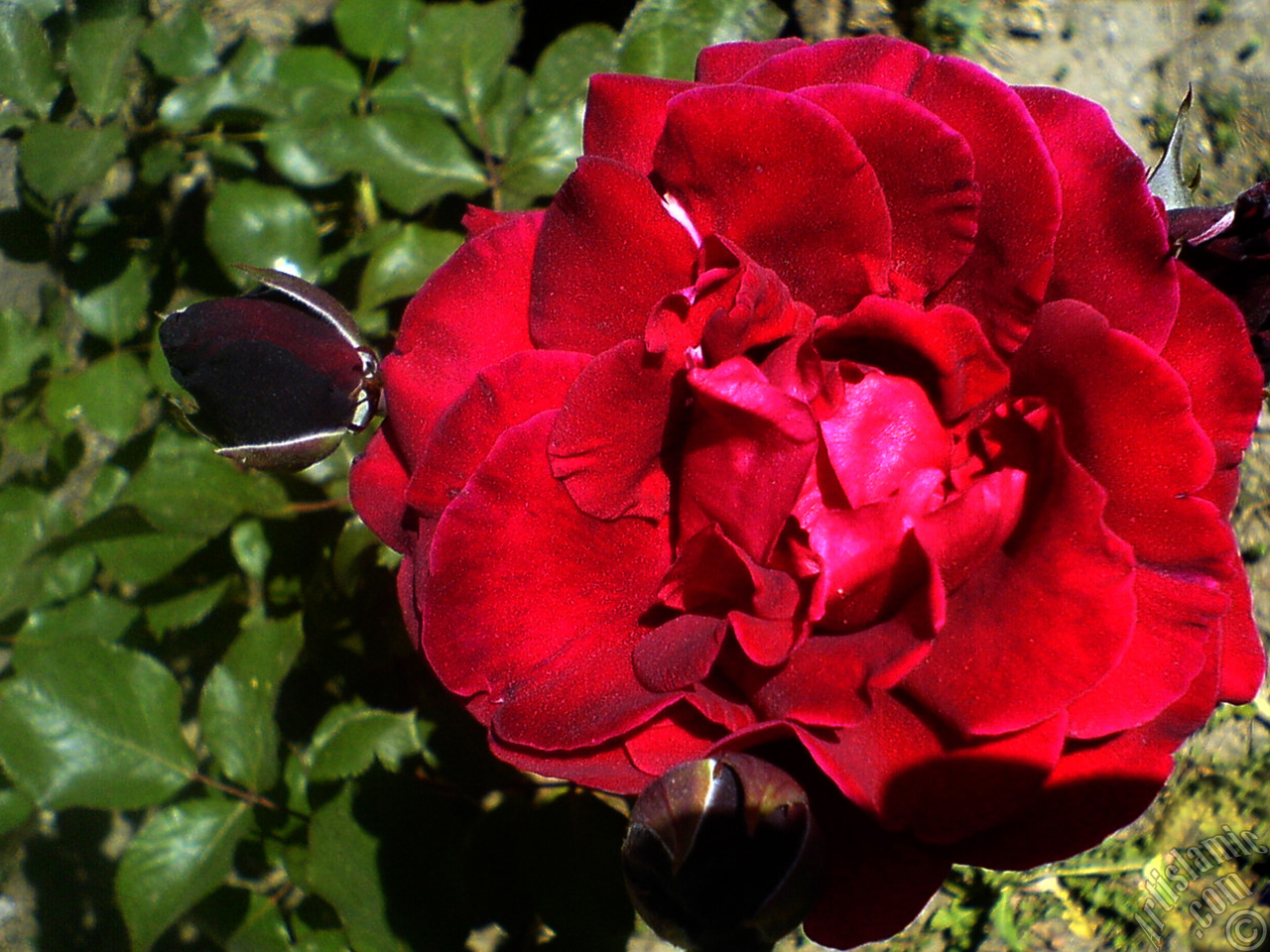 Burgundy Color rose photo.
