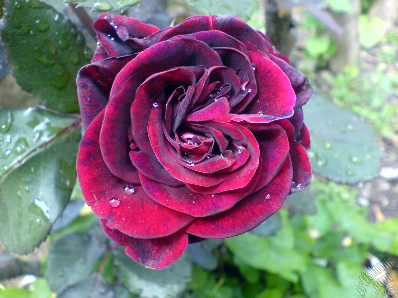 Burgundy Color rose photo.
