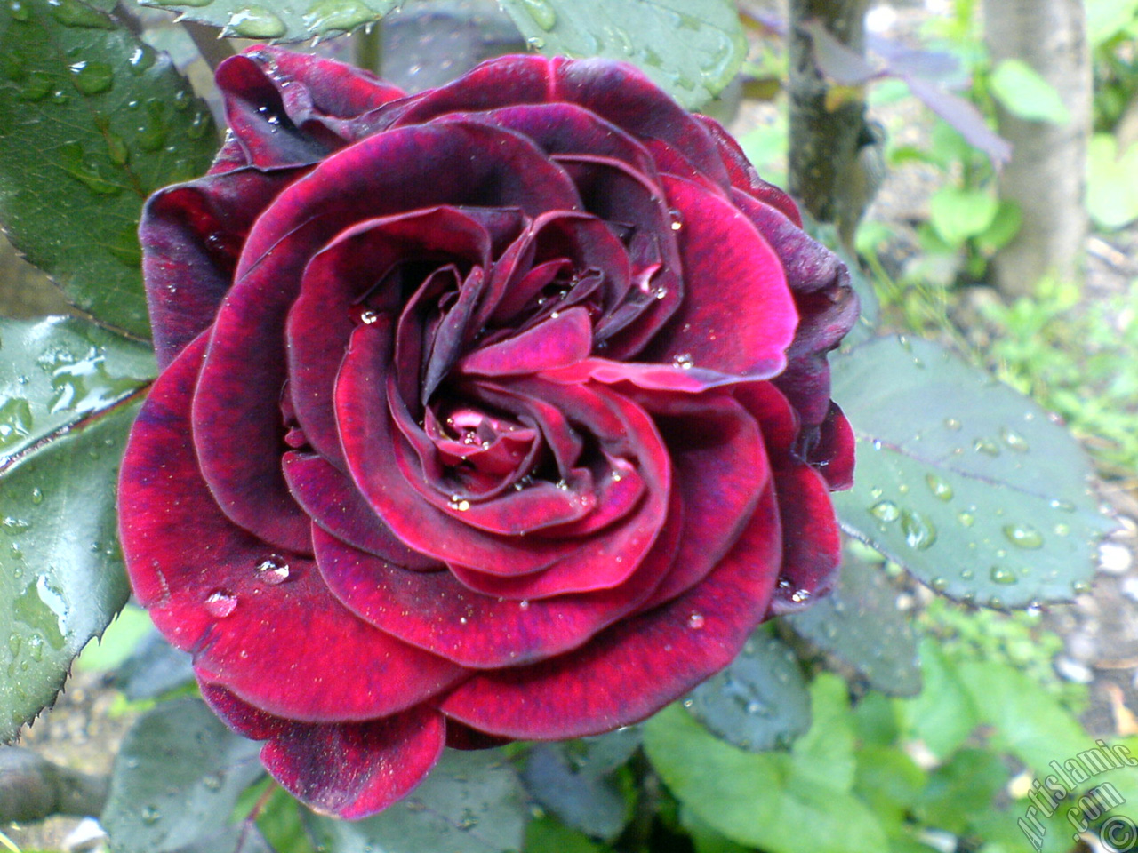 Burgundy Color rose photo.
