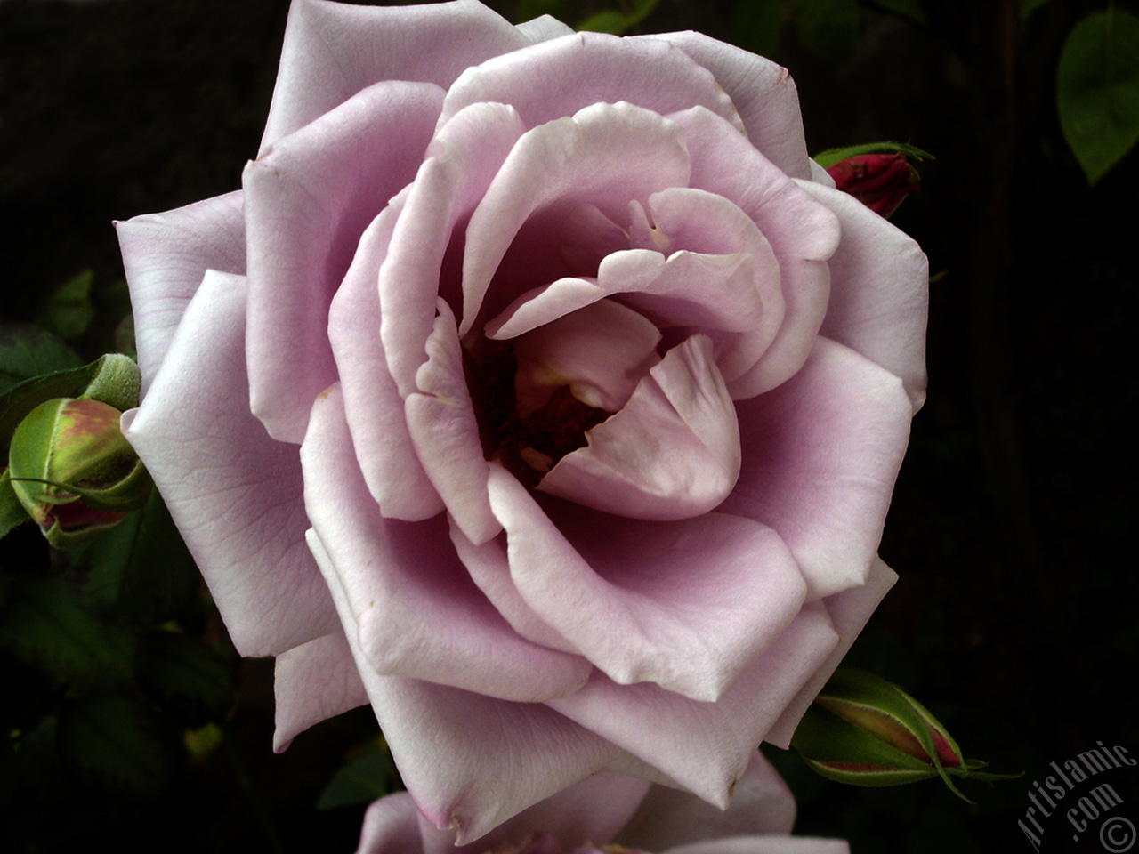 Lilac-color (lavender) rose photo.
