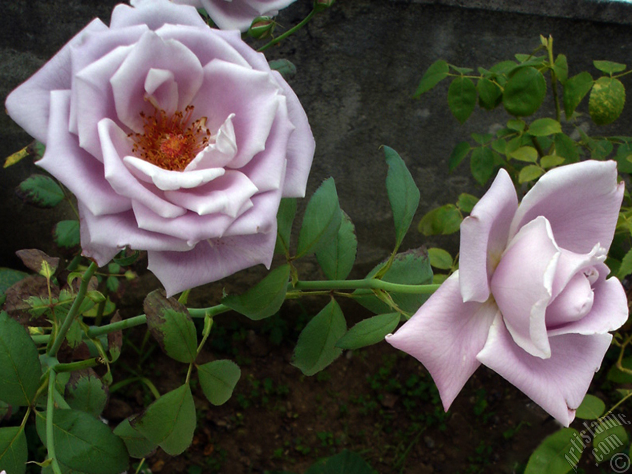Lilac-color (lavender) rose photo.
