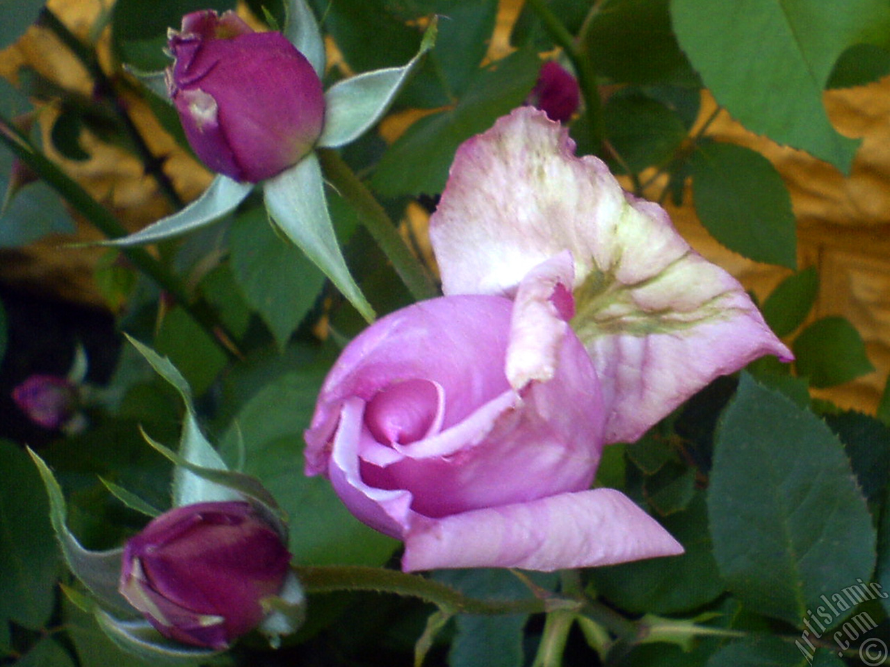 Lilac-color (lavender) rose photo.
