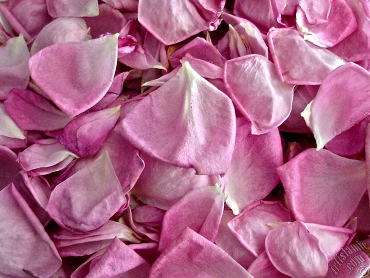 Rose leaves.
